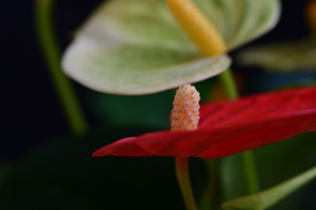 Close up of anthurium flower,flamingo flower.の写真素材