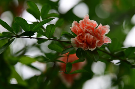 pomegranate flower on the tree in nature or in gardenの写真素材
