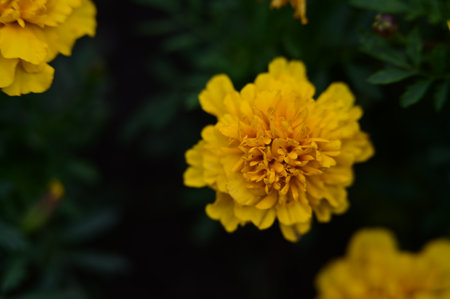 Yellow marigold flower blooming in the garden with copy spaceの写真素材