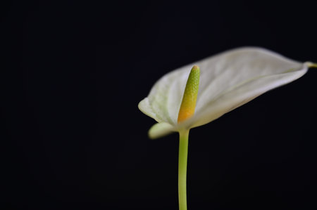 White anthurium flower isolated on black background with copy space.の写真素材