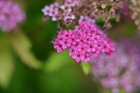Pink flowers of Spiraea japonica on a green background.の写真素材
