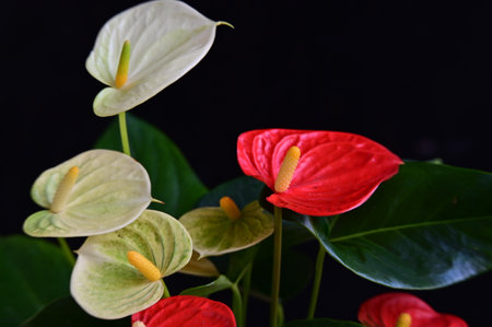Beautiful Anthurium flowers on a black background close-upの写真素材