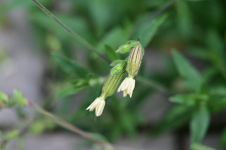 Silene vulgaris (Silene vulgaris) flowers in bloomの写真素材