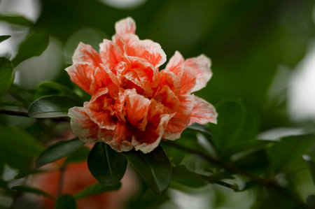 Rhododendron flowers on a green background in the gardenの写真素材