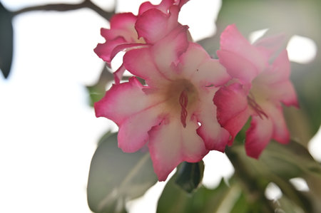 Desert Rose or Impala Lily or Mock Azalea flowerの写真素材