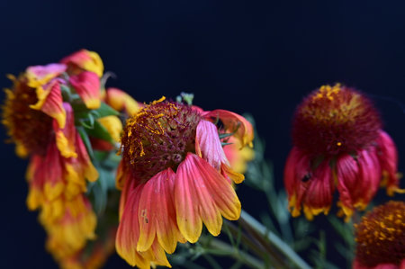 Bouquet of red and yellow flowers on a dark background.の写真素材