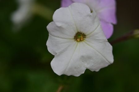 White petunia flower in the garden on a background of green grassの写真素材