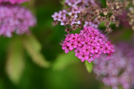 Pink flowers of Spiraea japonica in the summer garden.の写真素材