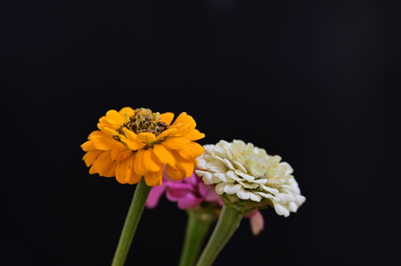 Zinnia flower isolated on black background, Zinnia elegansの写真素材
