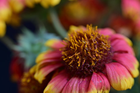 Close up of a red and yellow flower. Shallow depth of field.の写真素材
