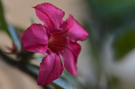 Desert Rose or Impala Lily or Mock Azalea flowerの写真素材