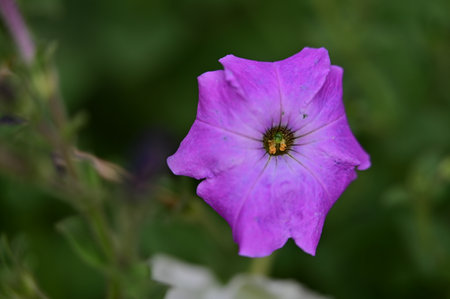 Purple petunia flower on a background of green leaves in the gardenの写真素材