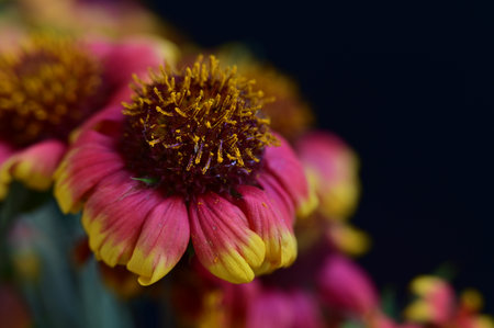 Beautiful flowers on a black background. Shallow depth of field.の写真素材