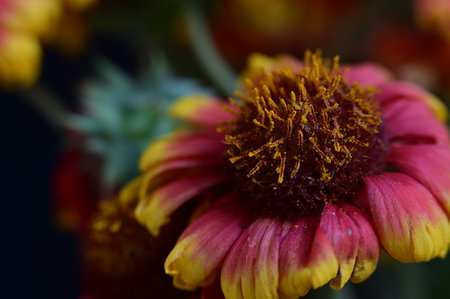 Close up of red and yellow zinnia flower on black backgroundの写真素材