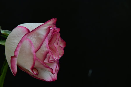 White rose on a black background with copy space for your text.の写真素材
