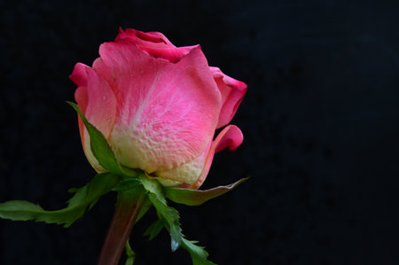 Beautiful pink rose on black background, closeup of photo.の写真素材