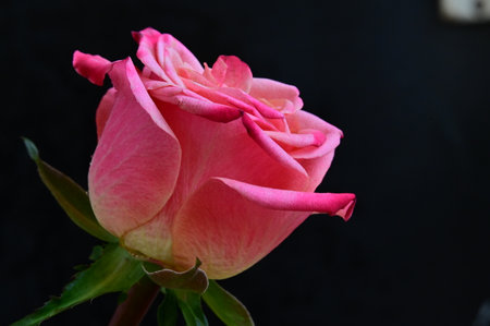 Pink rose on a black background, close-up, selective focusの写真素材