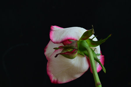 White and pink rose on black background, shallow depth of field.の写真素材