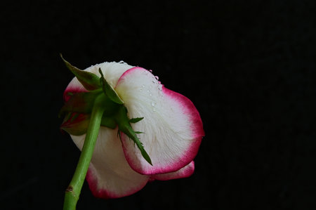 White and red rose with water droplets on a black background.の写真素材