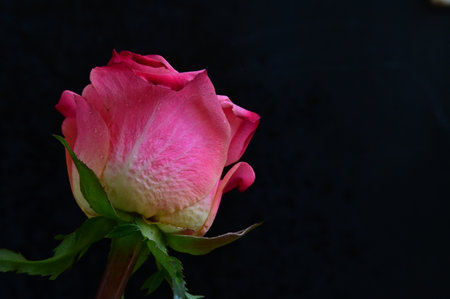 pink rose on a black background with copy space for your textの写真素材