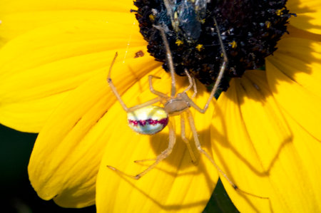 Spider on a sunflower in the garden. Selective focus.の写真素材