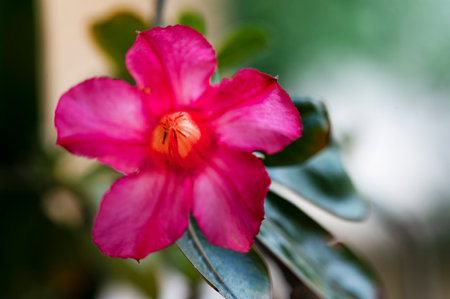 Desert rose or Impala Lily or Mock Azalea flowerの写真素材