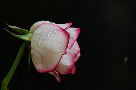 white and pink rose with water drops on a black background close upの写真素材