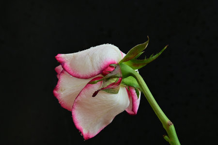 white and pink rose on a black background close-up macro photographyの写真素材