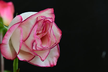 White and pink rose on black background with copy space for your textの写真素材