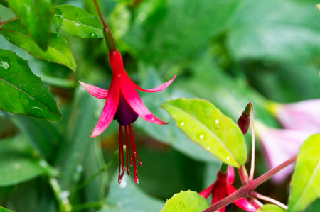 Beautiful fuchsia flower blooming in the garden, stock photoの写真素材