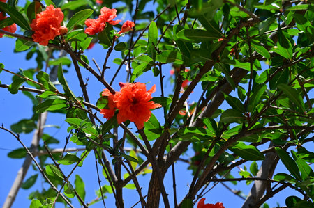 Pomegranate flowers on the tree with blue sky background.の写真素材