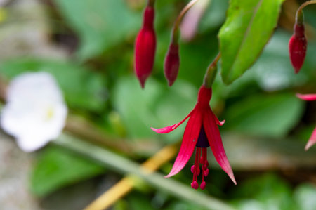 Fuchsia flower in the garden. (Scientific name Fuchsia chinensis)の写真素材
