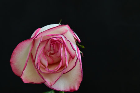 Pink and white rose on black background with copy space for your textの写真素材