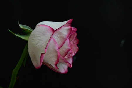 pink and white rose on a black background, close-upの写真素材