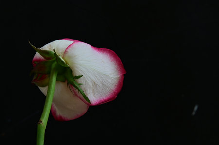 white and red rose on a black background, closeup of photoの写真素材