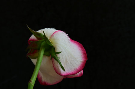 White and pink rose with water droplets on a black background.の写真素材