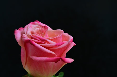 Beautiful pink rose on a black background, close-up.の写真素材