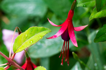 Fuchsia flower with raindrops on the petals and leavesの写真素材