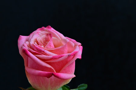 Beautiful pink rose on black background, closeup. Space for textの写真素材