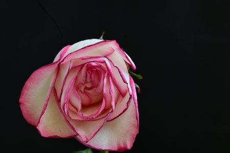 Pink and white rose on a black background. Shallow depth of fieldの写真素材