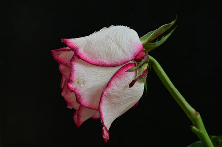 White rose with water drops on the petals on a black backgroundの写真素材