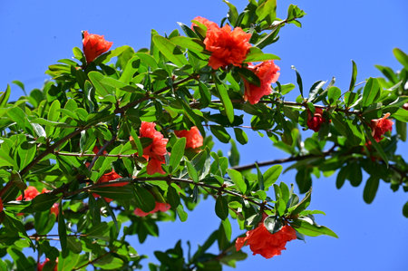 pomegranate tree with red flowers on a background of blue skyの写真素材
