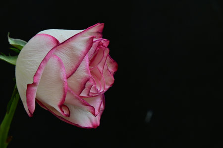 White and pink rose on black background with copy space for your textの写真素材