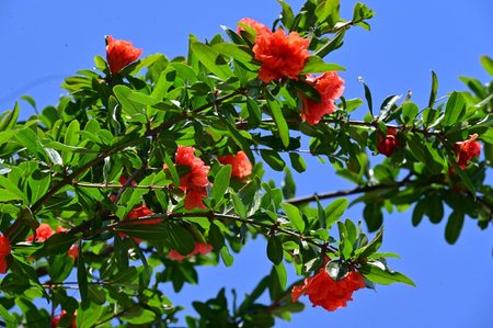 pomegranate tree with red flowers on a blue sky backgroundの写真素材