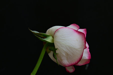 white and pink rose isolated on black background,valentine dayの写真素材