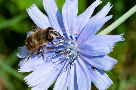 Bee on a blue flower of chicory (Cichorium intybus)の写真素材