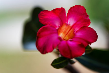 Desert rose or Impala Lily or Mock Azalea flowerの写真素材