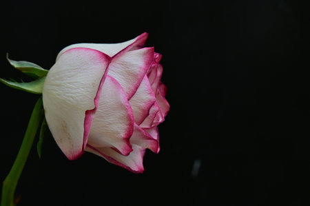 Beautiful white and pink rose on a black background close-upの写真素材