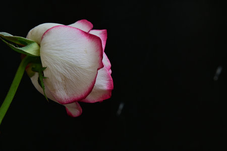 White and red rose isolated on black background with copy space for textの写真素材