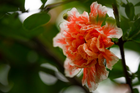 Hibiscus flower in the garden. Shallow depth of field.の写真素材